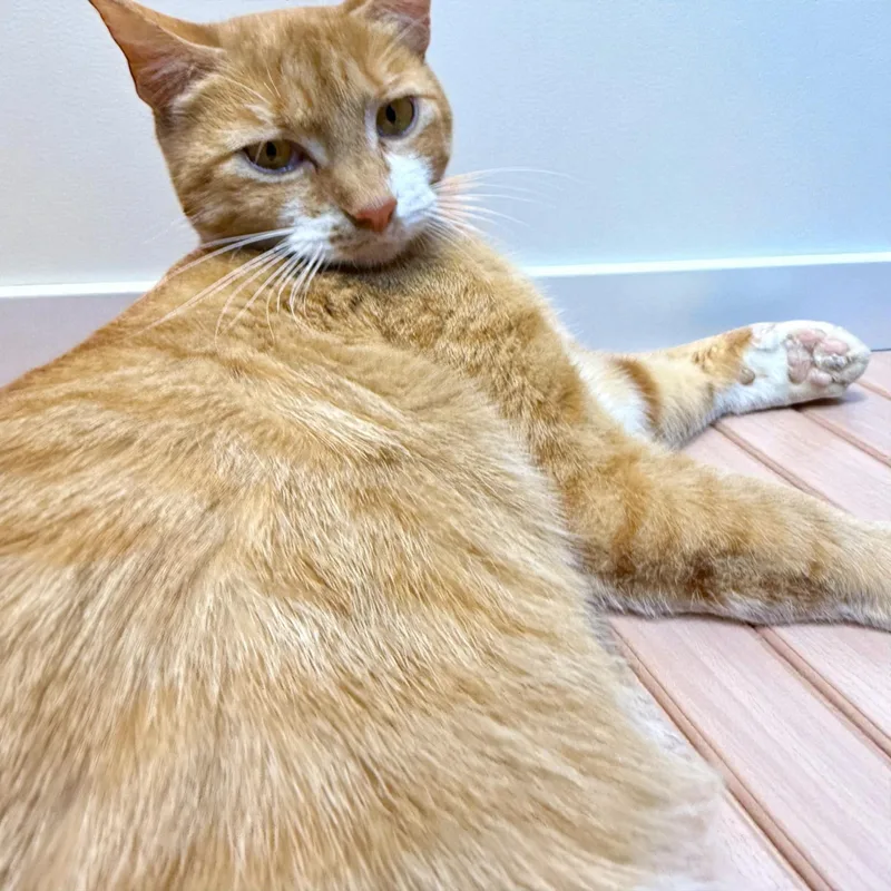 Mama Bengal thumbnail 2