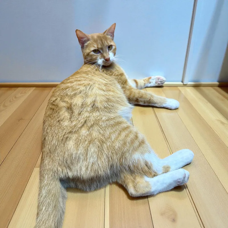 Mama Bengal thumbnail 4