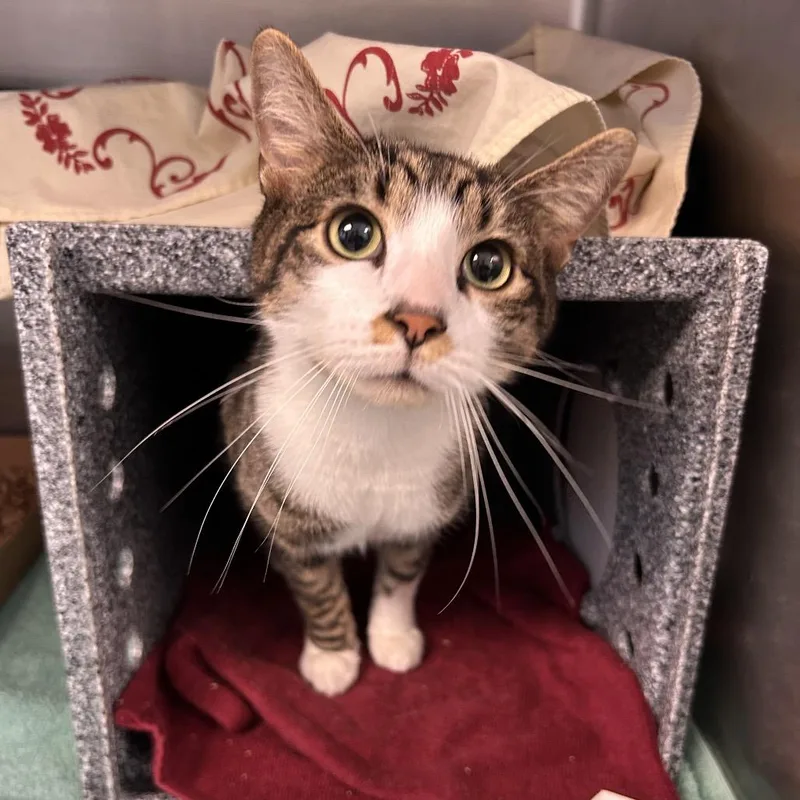 An adult medium-sized male Brown / Chocolate Domestic Short Hair cat named Toby for adoption in Birdsboro, PA
