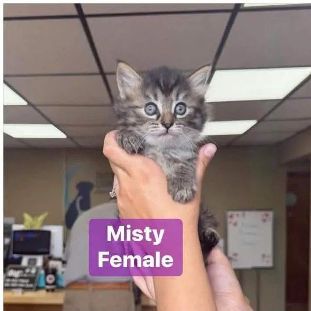 A baby small-sized female Gray / Blue / Silver Domestic Short Hair cat named Misty In Manchester  for adoption in Alexandria, VA