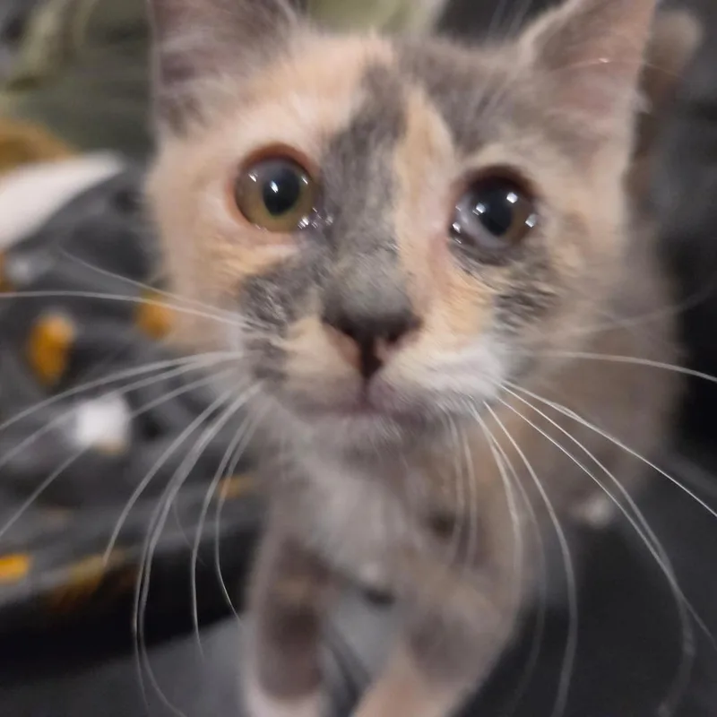 A baby small-sized female Tortoiseshell Domestic Short Hair cat named Nyanda Thorbourne for adoption in Redmond, WA
