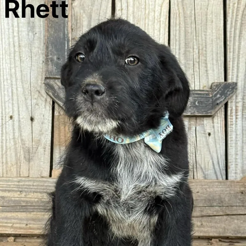 A baby large-sized male Black Great Pyrenees dog named Rhett for adoption in Oxford, ME