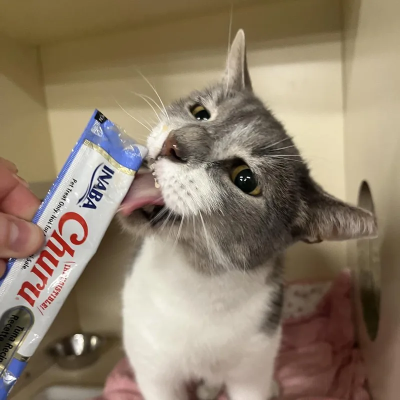 An adult large-sized male Gray / Blue / Silver Domestic Short Hair cat named Clyde for adoption in Hinsdale, IL