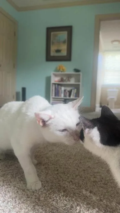 A senior medium-sized female Domestic Short Hair cat named Yuki for adoption in Savannah, GA