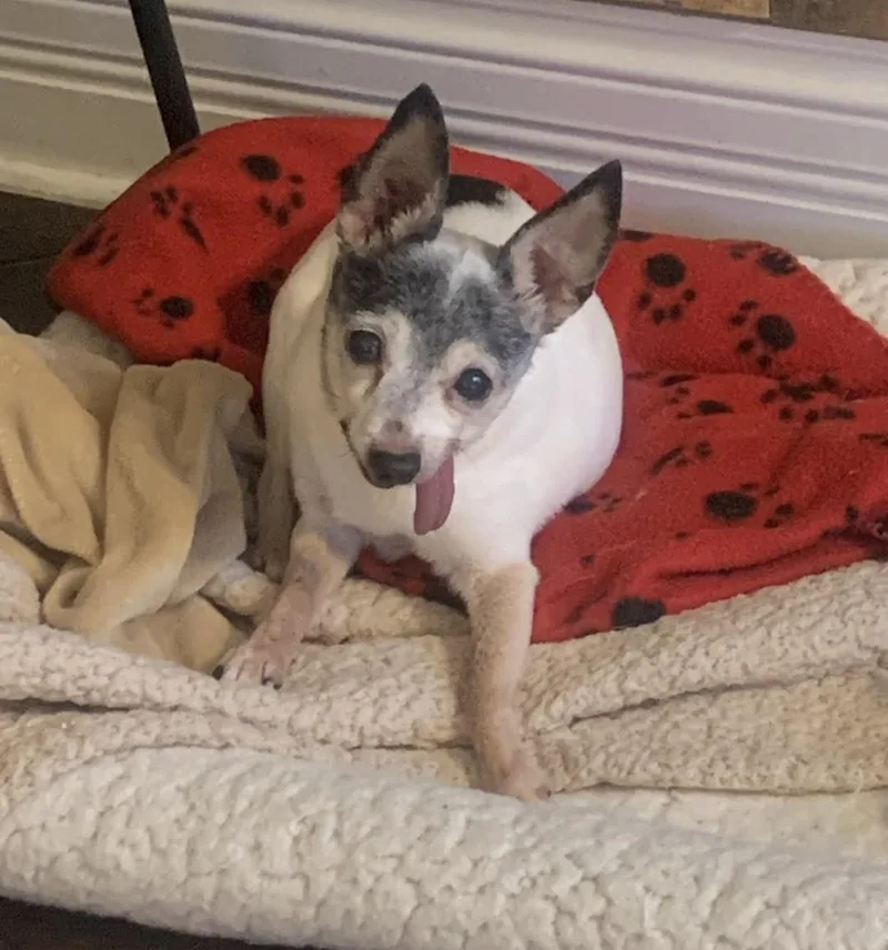 A senior small-sized female Rat Terrier dog named Greta for adoption in Knoxville, TN