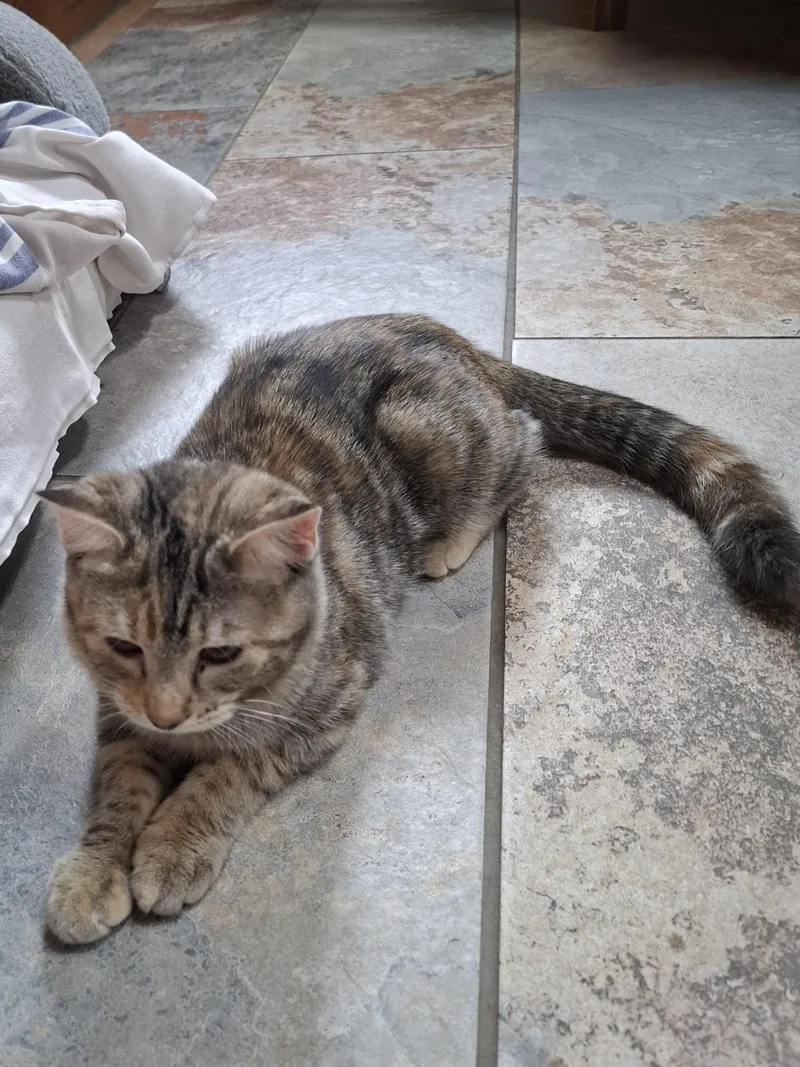 A young medium-sized female Tabby (Brown / Chocolate) Tabby cat named Zucchini for adoption in Manhattan, KS