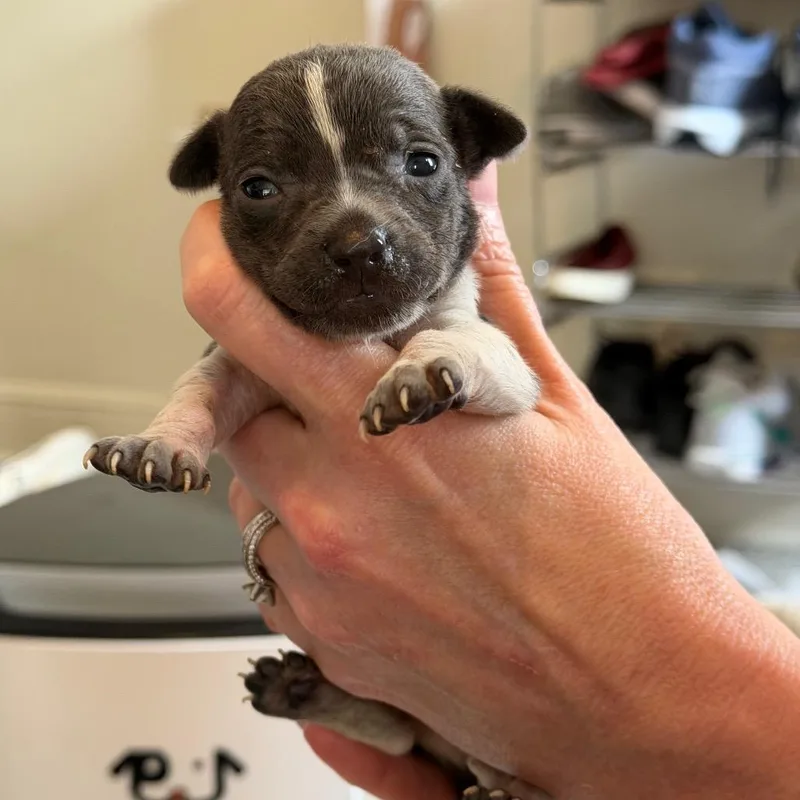 A baby small-sized male Gray / Blue / Silver Dachshund dog named Clover for adoption in New Orleans, LA
