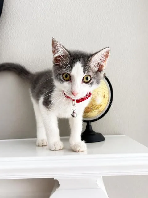 Meeko thumbnail 5