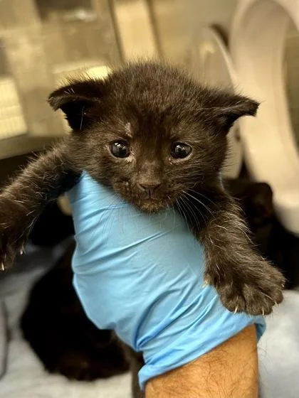 A baby medium-sized male Black Domestic Short Hair cat named Xavier for adoption in Wichita, KS