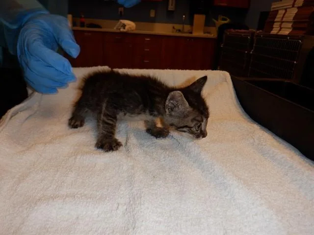A baby small-sized male Domestic Short Hair cat named Miso for adoption in San Jose, CA