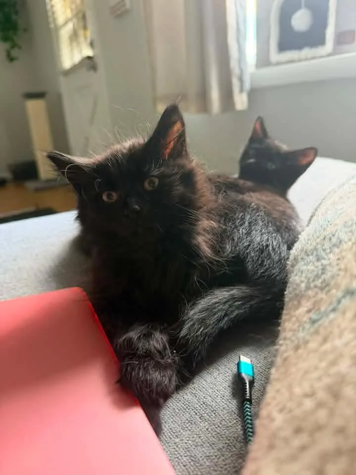 A baby small-sized male Black Domestic Long Hair cat named Gomez for adoption in Galloway, NJ