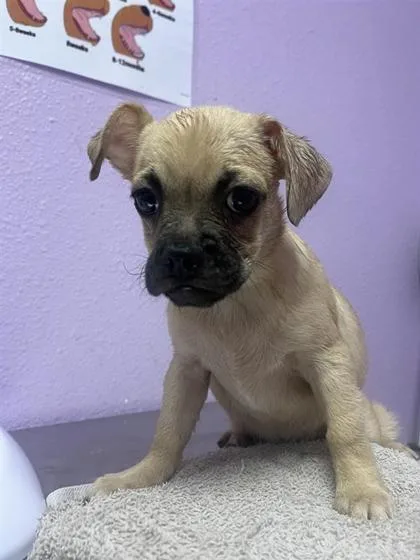 A baby small-sized male Yellow / Tan / Blond / Fawn Pug dog named 61403515 for adoption in El Paso, TX