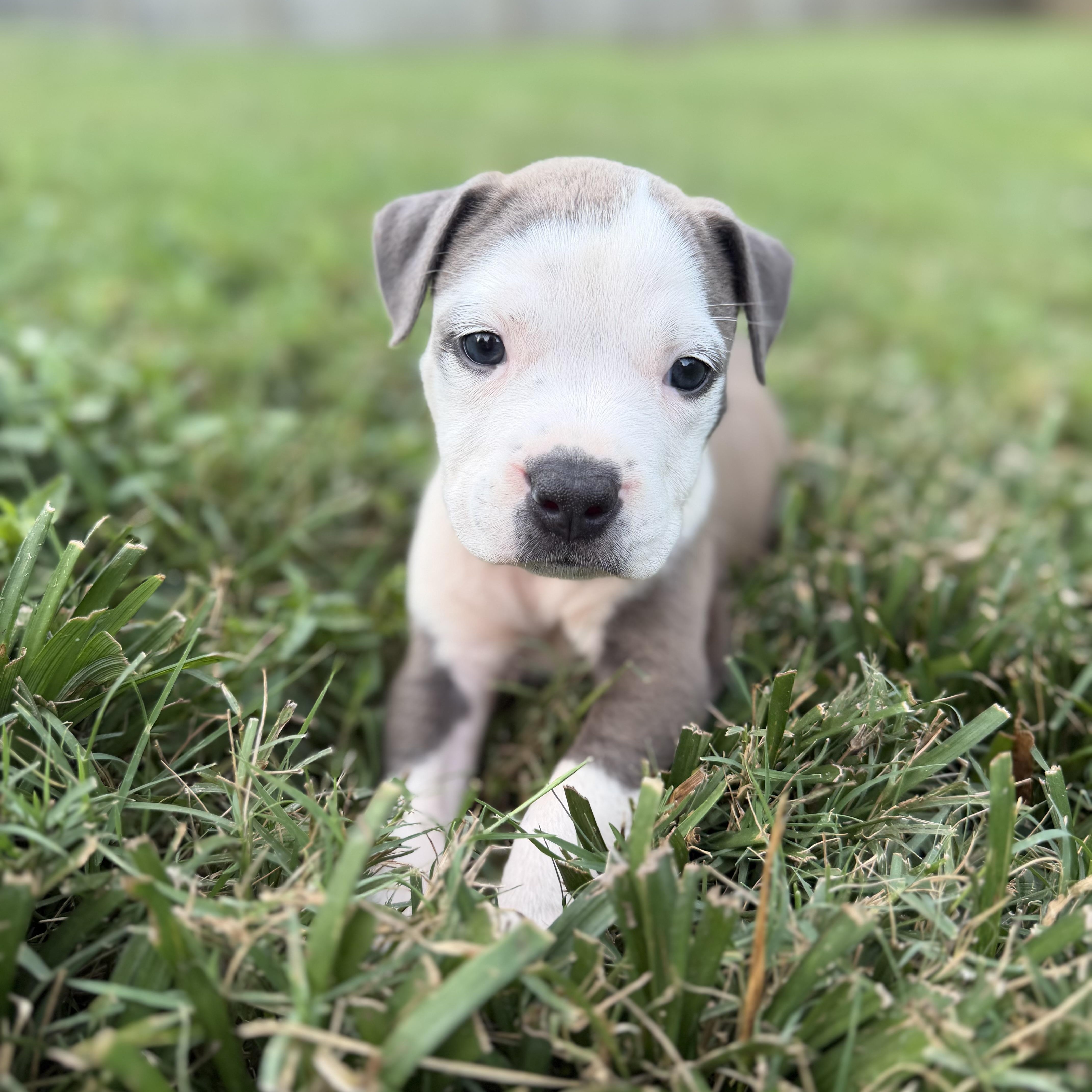 A baby medium-sized female Pit Bull Terrier dog named Dolly for adoption in Charlotte, NC