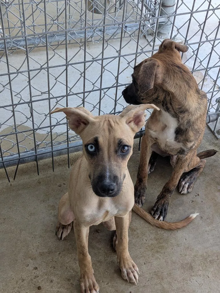 A baby small-sized female Terrier dog named Lighting for adoption in Brownwood, TX