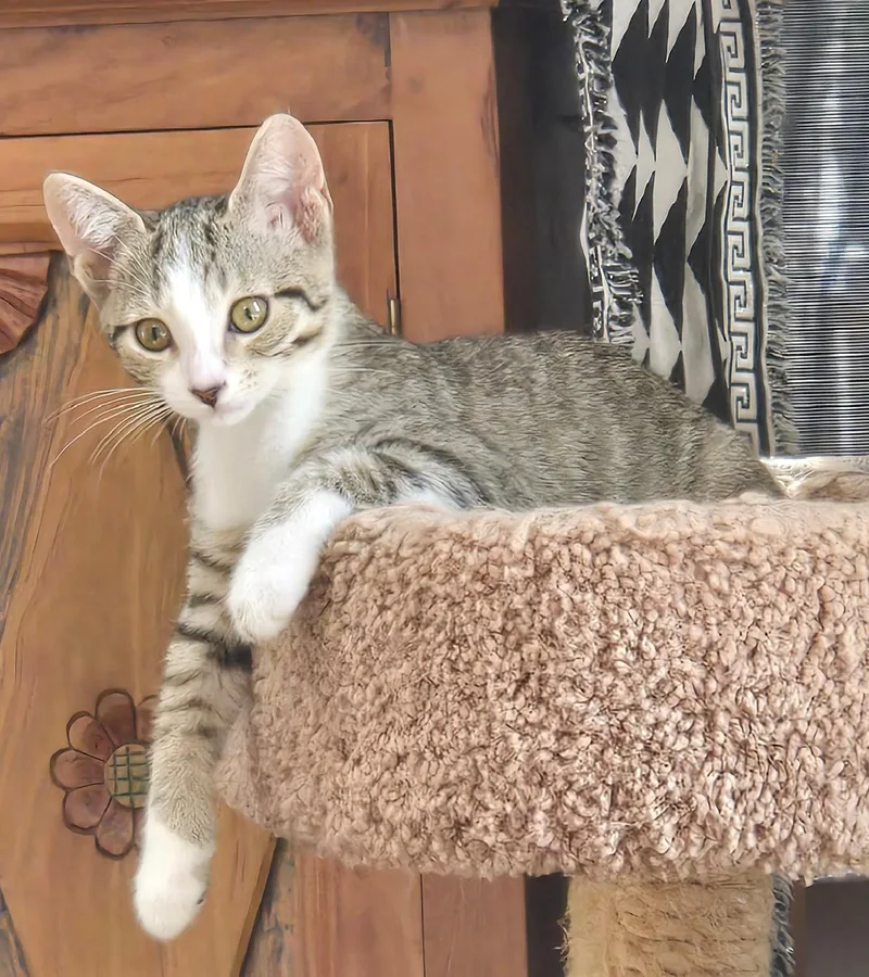 A baby medium-sized female Tabby (Buff / Tan / Fawn) Domestic Short Hair cat named Ryland for adoption in Beaufort, SC