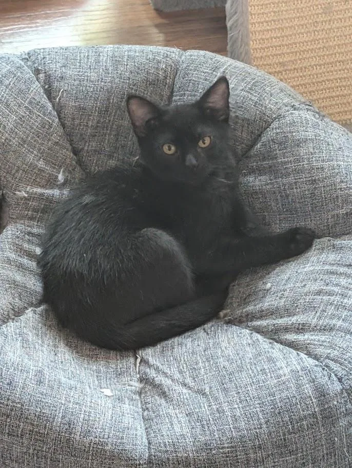 A baby medium-sized female Domestic Short Hair cat named Dora A for adoption in Plano, TX