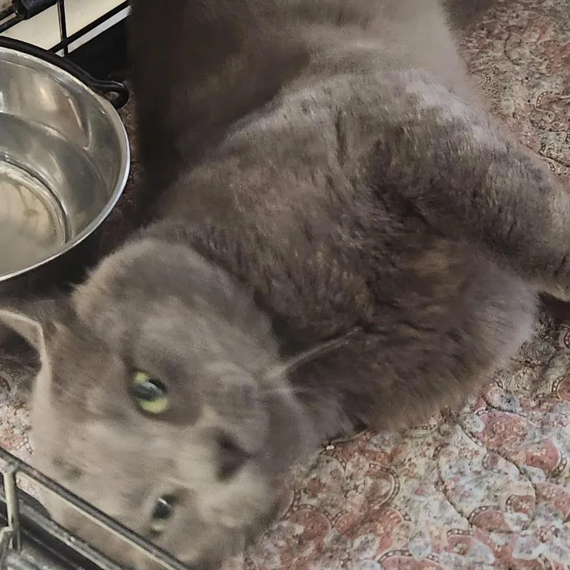 An adult small-sized male Gray / Blue / Silver Domestic Short Hair cat named Wesley C for adoption in Corsicana, TX