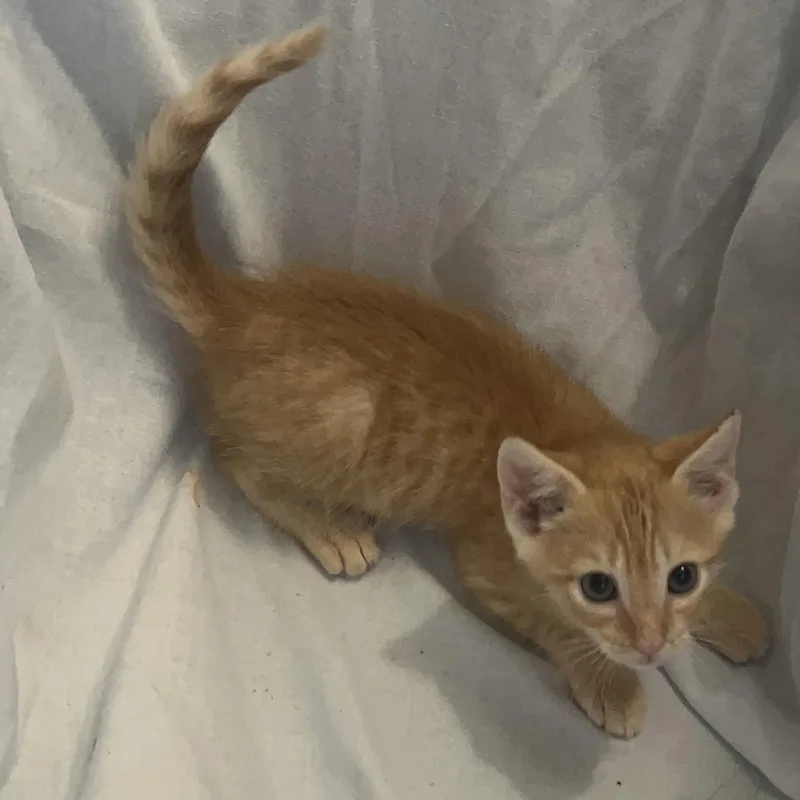 A baby medium-sized male Tabby cat named Rome for adoption in Columbia, SC