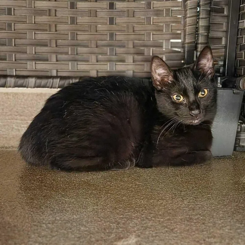 A baby medium-sized female Black Domestic Short Hair cat named Gamora for adoption in Elmsford, NY