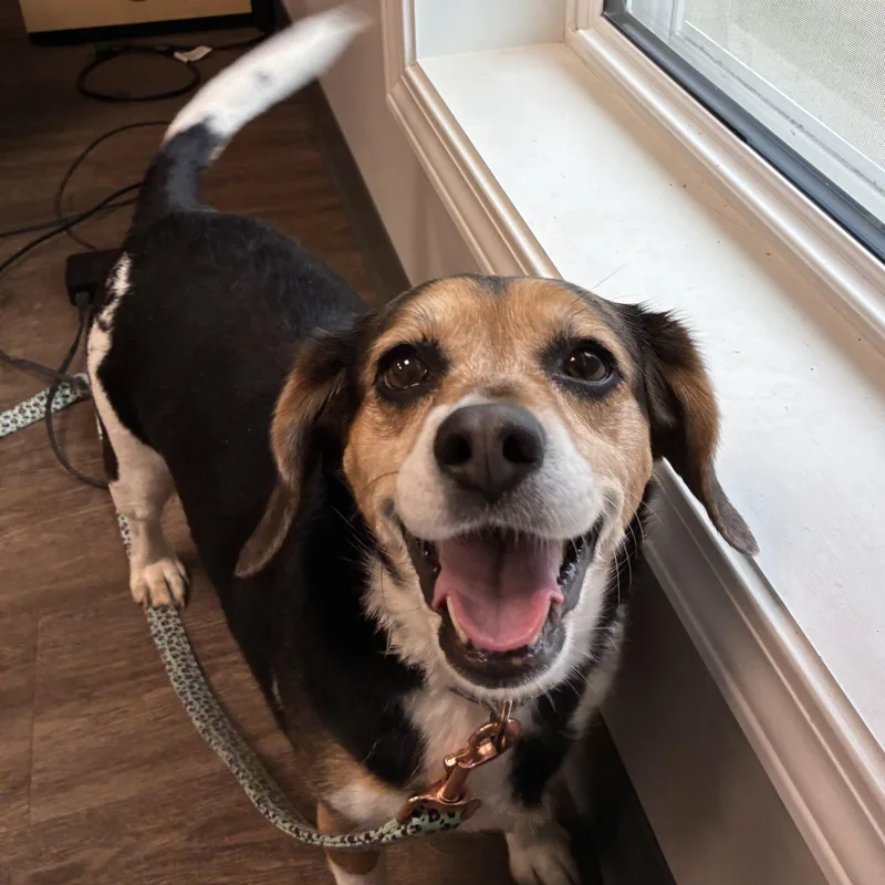 An adult small-sized female Tricolor (Brown, Black, & White) Beagle dog named Missy for adoption in Hornell, NY