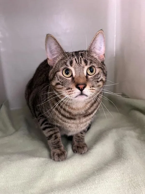 A young medium-sized male Domestic Short Hair cat named Dobby for adoption in Genoa, IL
