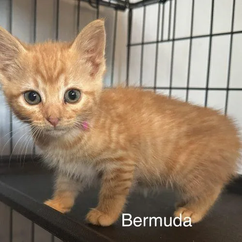 A baby small-sized female Orange / Red Domestic Short Hair cat named Bermuda for adoption in Tipp City, OH