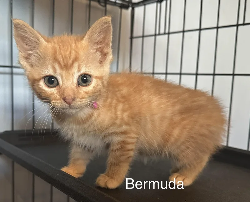 Bermuda thumbnail 2