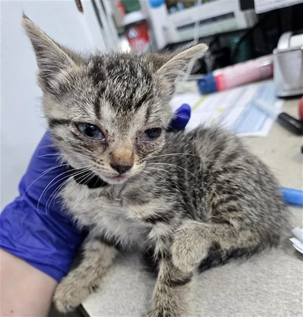A baby medium-sized female Domestic Short Hair cat named Ivory for adoption in Dallas, TX