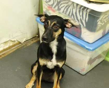 An adult medium-sized female Greyhound dog named Trixie for adoption in Picayune, MS
