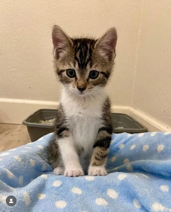 An adult medium-sized female Domestic Short Hair cat named Charlie In The Box for adoption in Bonsall, CA