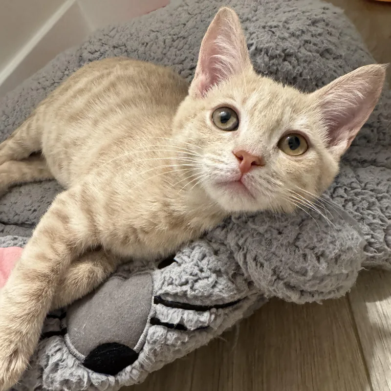 A baby small-sized male Tabby (Orange / Red) Domestic Short Hair cat named Detour for adoption in Richmond, VA