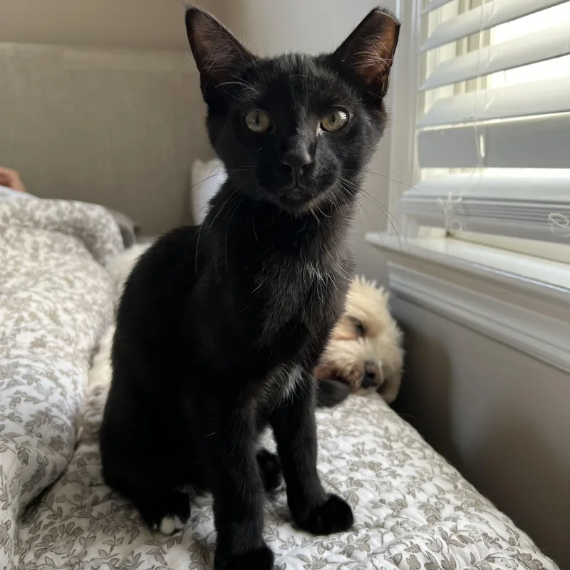 A baby medium-sized male Black Domestic Short Hair cat named Kip for adoption in New York, NY