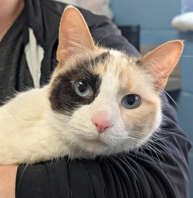 An adult medium-sized female Domestic Short Hair cat named Mickie for adoption in Canfield, OH