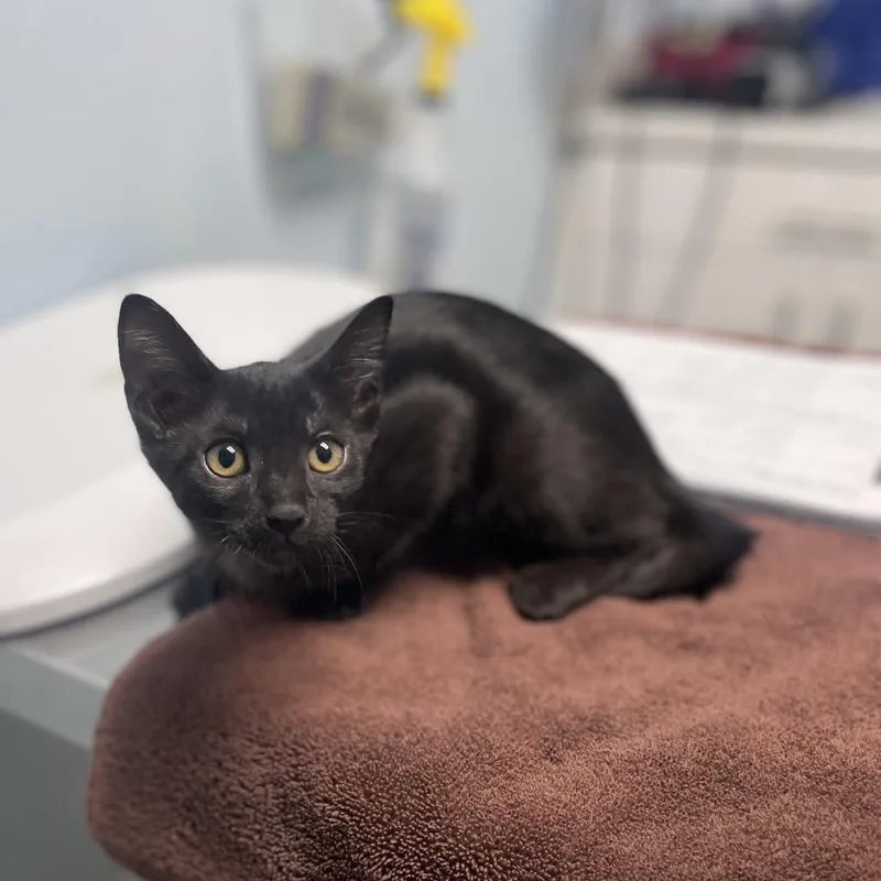 A baby small-sized female Black Domestic Short Hair cat named Allosaurus for adoption in Riverside, CA