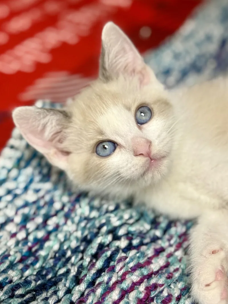 A baby medium-sized male Seal Point Ragdoll cat named Hodge for adoption in Los Alamitos, CA