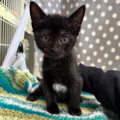 A baby small-sized female Domestic Short Hair cat named Pookie for adoption in Cumming, GA