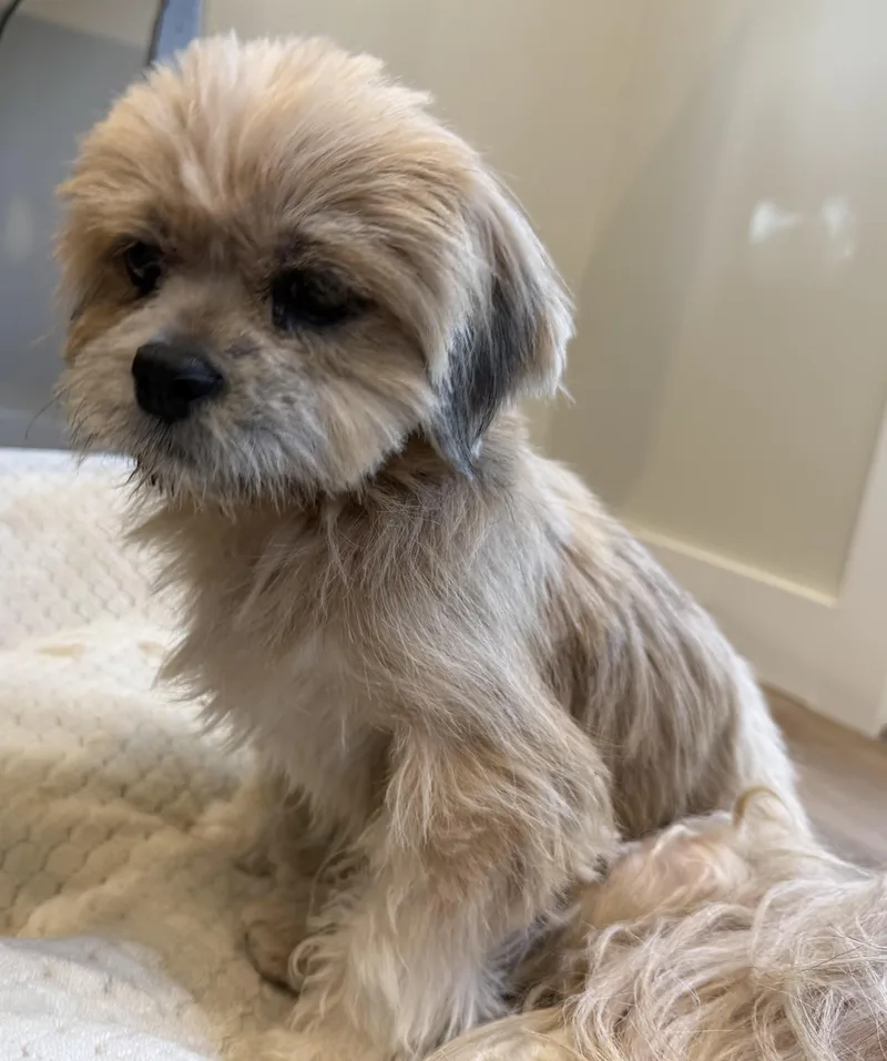 A young small-sized female Apricot / Beige Lhasa Apso dog named Coco for adoption in Elk Grove, CA