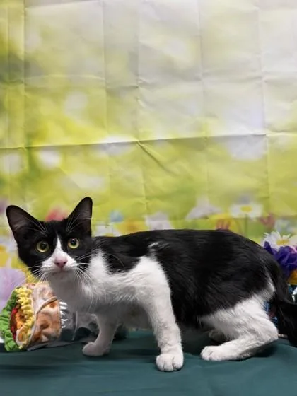 An adult medium-sized female Domestic Short Hair cat named Nova for adoption in San Antonio, TX