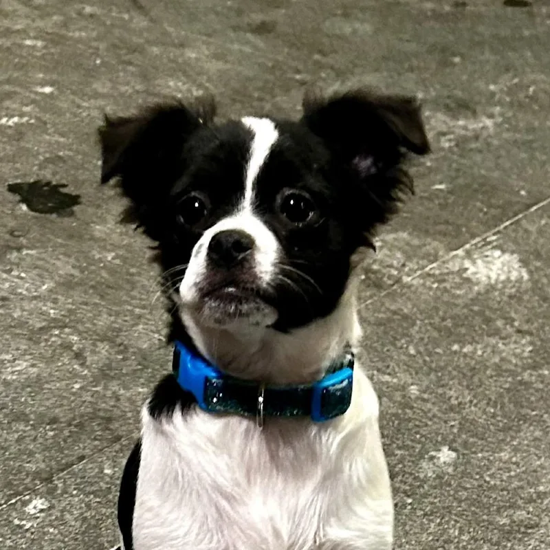 A young small-sized female Black Pomeranian dog named D Darla for adoption in Franklin, PA