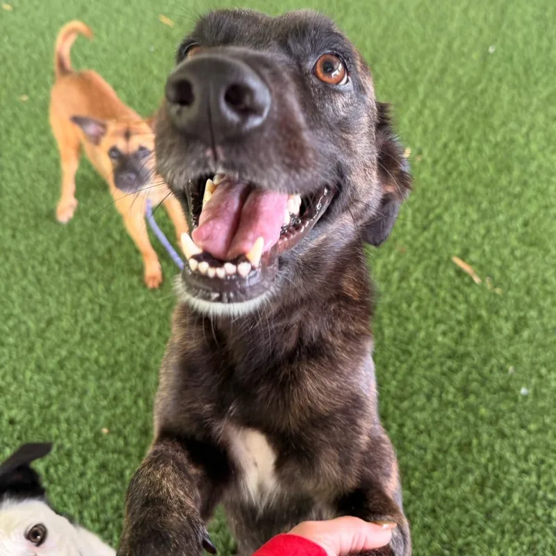 An adult medium-sized male Mixed Breed dog named Ruckus for adoption in Brooklyn, NY