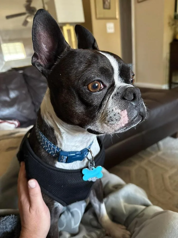 Duke Jackson thumbnail 4