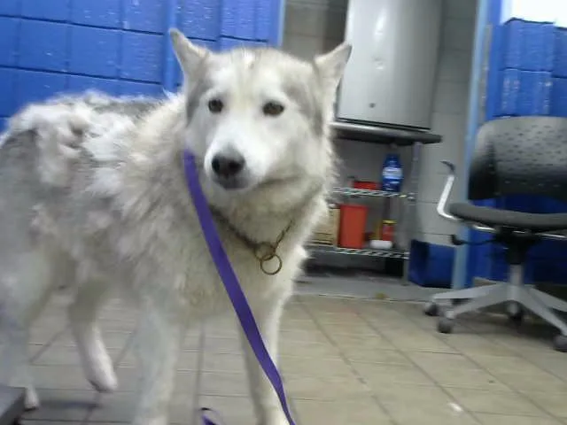 An adult medium-sized female Siberian Husky dog named Aubrey for adoption in Albuquerque, NM