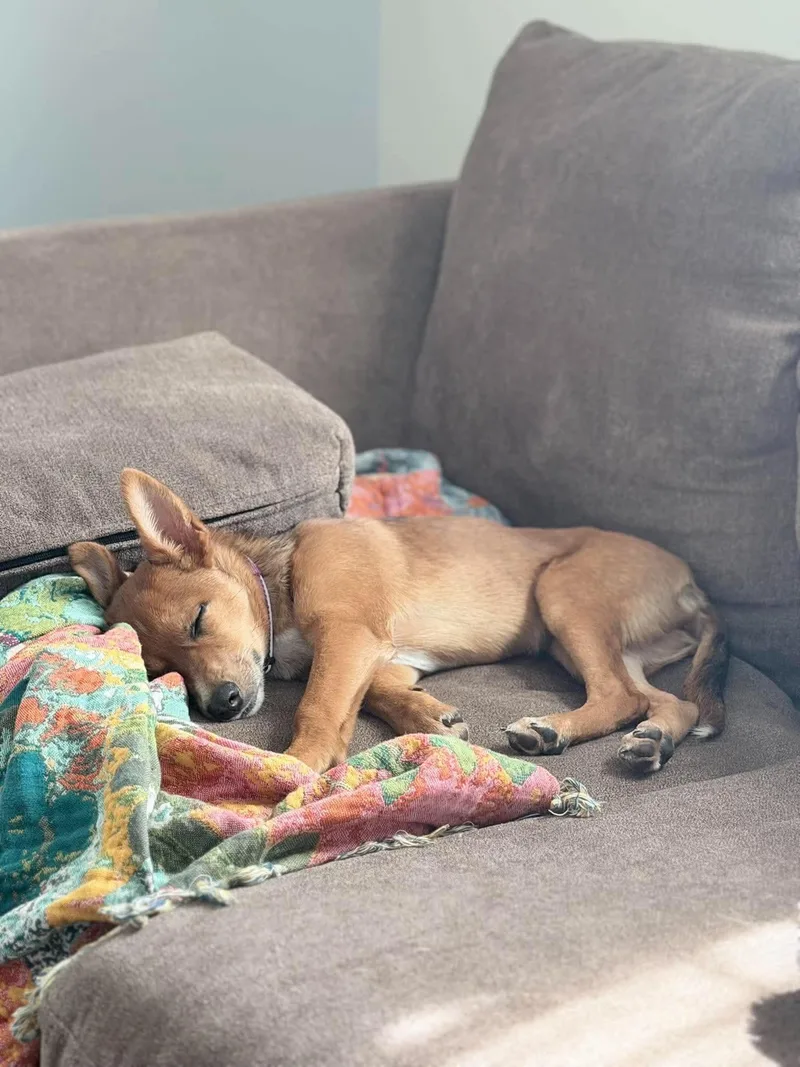 A baby medium-sized female Mixed Breed dog named Foxy for adoption in Rochester , NY
