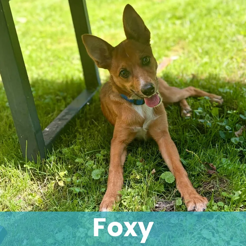 Foxy thumbnail 6