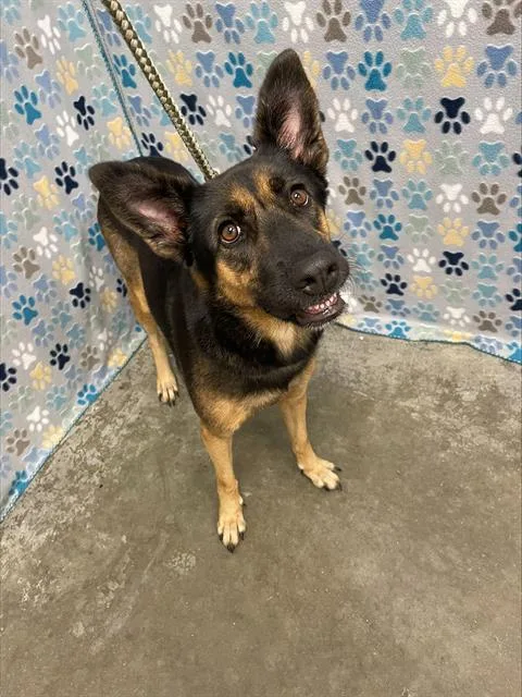 A young large-sized female German Shepherd Dog dog named Royal for adoption in Rosenberg, TX