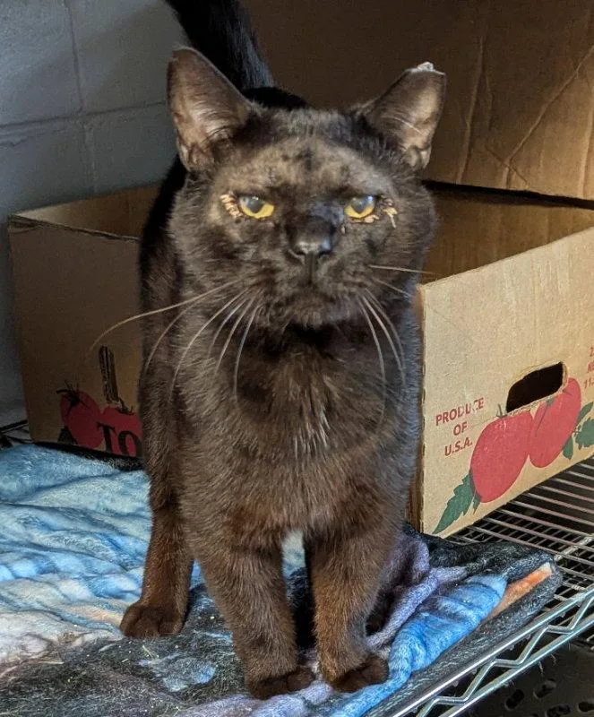 An adult medium-sized male Black Domestic Short Hair cat named Milano for adoption in Ocala, FL