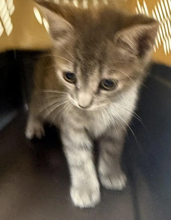 A baby small-sized female Domestic Long Hair cat named Beach for adoption in Salisbury, MD