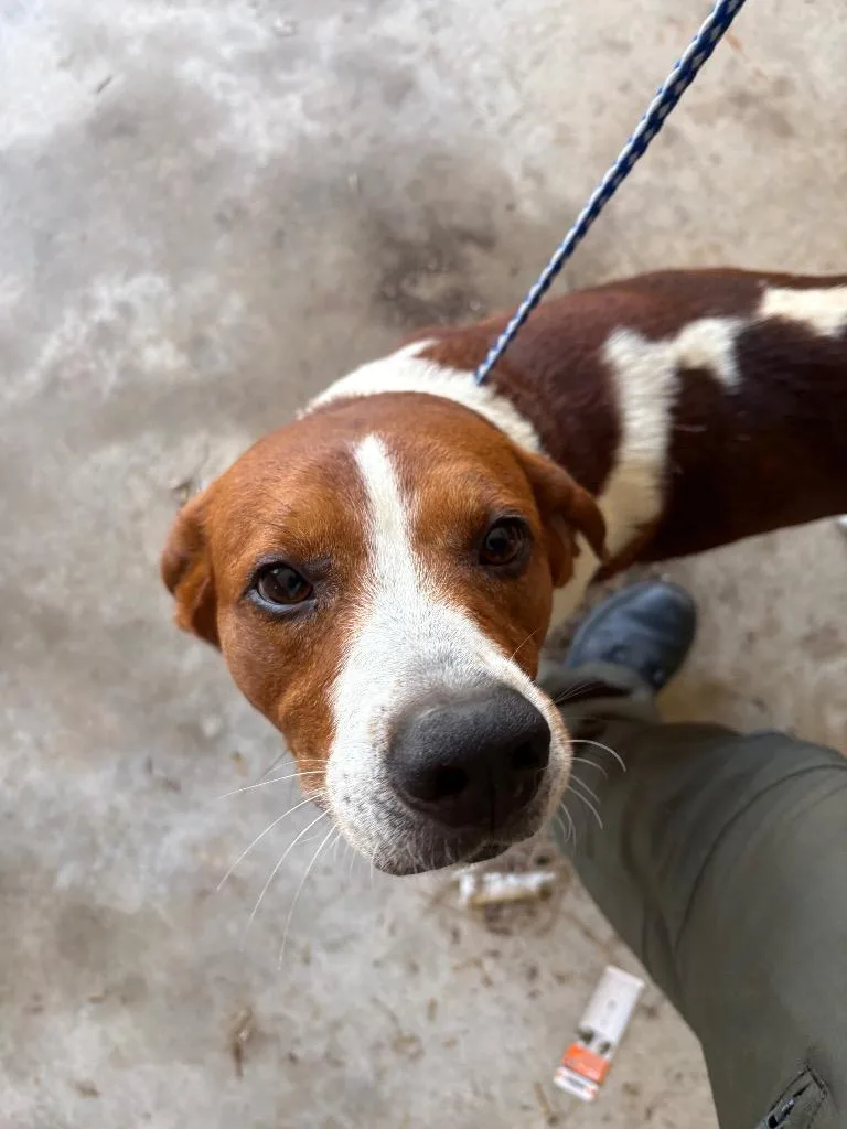 A young medium-sized male Mixed Breed dog named Main for adoption in Effingham, SC