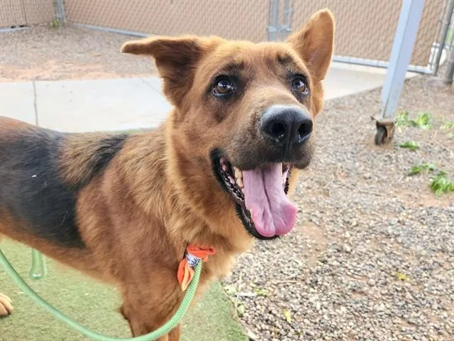 An adult large-sized female German Shepherd Dog dog named Estella for adoption in Phoenix, AZ