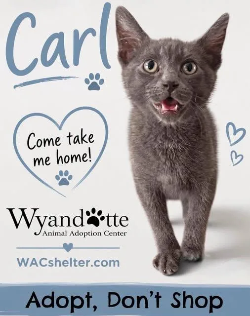 A baby medium-sized male Gray / Blue / Silver Domestic Short Hair cat named Carl for adoption in Wyandotte, MI